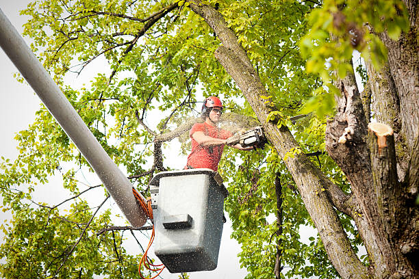 Best Arborist Consultation Services  in Perrysburg, OH
